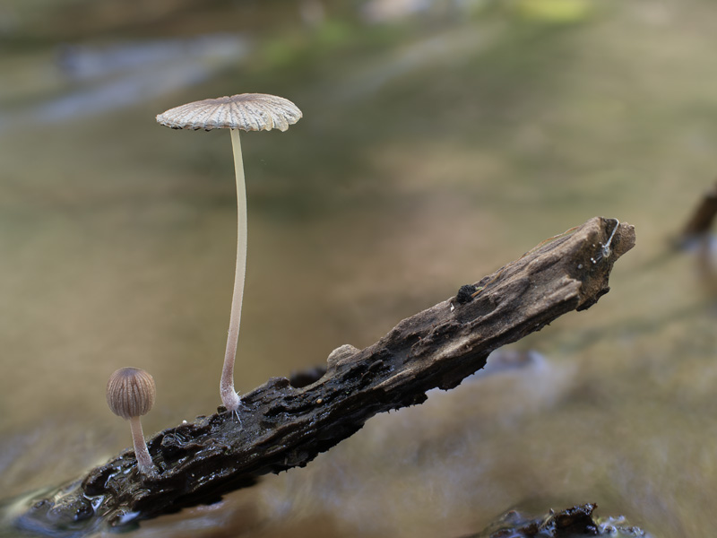 Coprinellus aquatilis